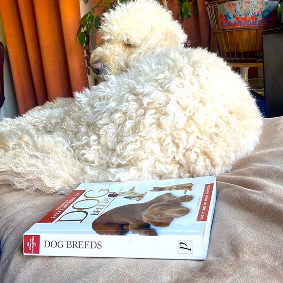 The Encyclopedia of DOG Breeds Book by Juliette Cunliffe championship dog judge - Picture 5 of 16